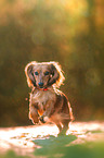 running longhaired Dachshund