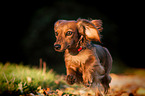 running longhaired Dachshund