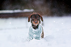 wirehaired Dachshund in snow