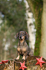 sitting Dachshund