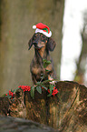 sitting Dachshund