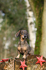 sitting Dachshund