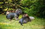 young Dachshunds