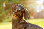 shorthaired Dachshund Portrait