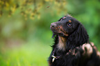 longhaired Dachshund Portrait