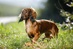 standing Dachshund