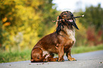 sitting Dachshund