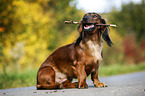 sitting Dachshund