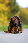 lying Dachshund
