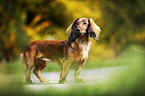 standing Dachshund