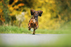 running Dachshund