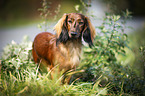standing Dachshund