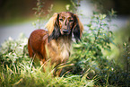 standing Dachshund