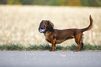 standing Dachshund