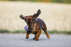 playing Dachshund