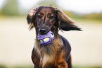 Dachshund Portrait