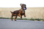 playing Dachshund