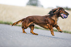 playing Dachshund