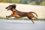 running Dachshund