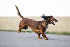 running Dachshund
