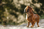 standing Dachshund