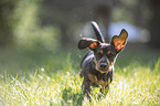 young Dachshund