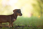 young Dachshund