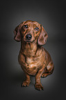 sitting Dachshund