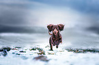 running Dachshund