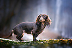 standing Dachshund