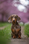 sitting Dachshund