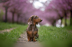 sitting Dachshund