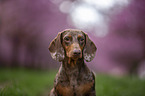 Dachshund portrait