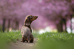 sitting Dachshund