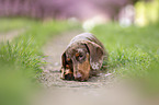 lying Dachshund