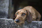 lying wire-haired Dachshund