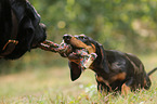 Dachshund and Labrador Retriever