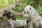 Dachshund and sighthound