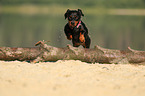 jumping shorthaired Dachshund