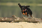 jumping shorthaired Dachshund