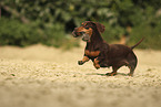 running shorthaired Dachshund