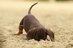 shorthaired Dachshund Puppy