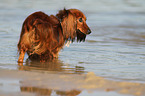 bathing longhaired Dachshund