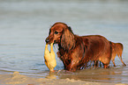 playing longhaired Dachshund