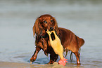 playing longhaired Dachshund