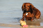 running longhaired Dachshund