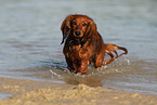 walking longhaired Dachshund