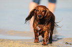 walking longhaired Dachshund