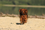 running longhaired Dachshund