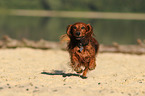 running longhaired Dachshund